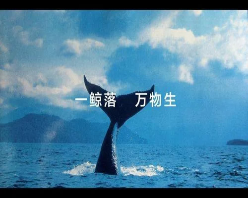 [创业资讯]一鲸落万物生，聊没落网站最后的赚钱生态
