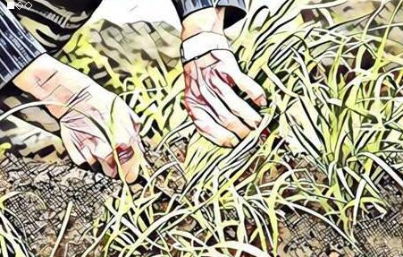 [大杂烩]你本就不富裕，老师们还在挥动镰刀割你！-第1张图片-智慧创业网