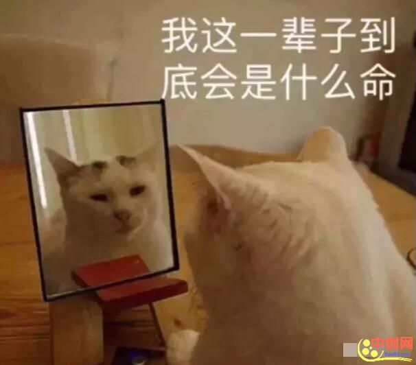 [大杂烩]全网の网络项目分类总结！（深度干货）-第1张图片-智慧创业网