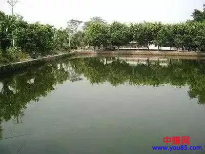 [创业资讯]农村致富项目：鱼塘改钓鱼场，收入翻番-第1张图片-智慧创业网