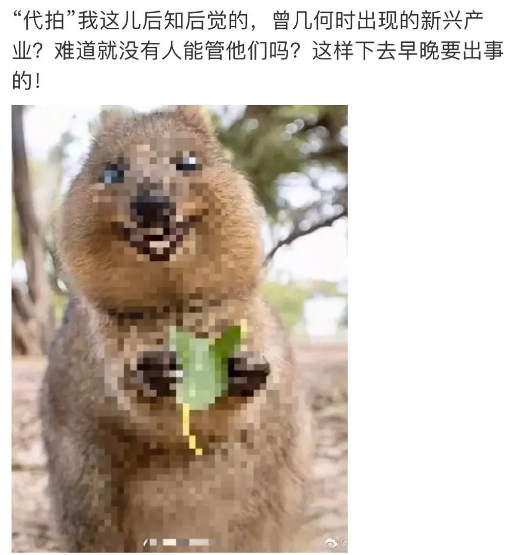 [网赚项目]揭秘代拍产业链，一单利润破千元暴利灰产！-第1张图片-智慧创业网