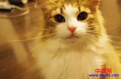 [创业资讯]利润高不起眼的偏门生意，养猫养出一门年赚数十万？-第1张图片-智慧创业网