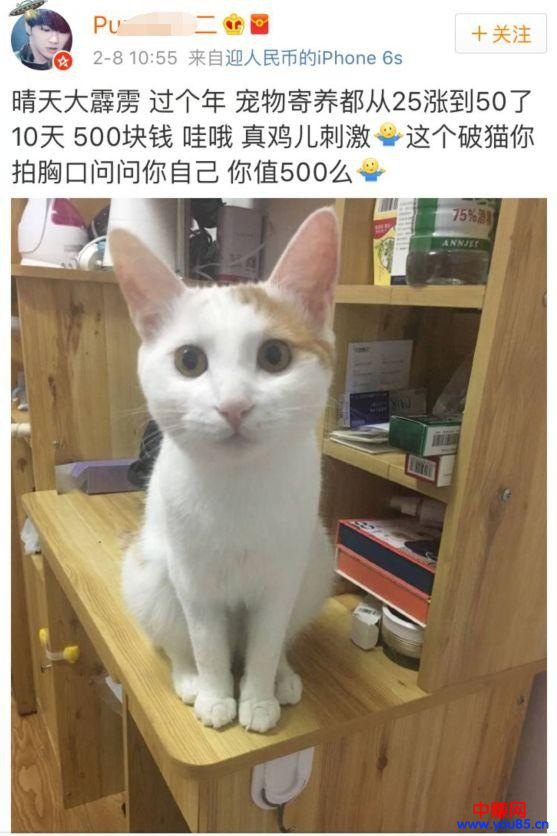 过年期间寄养宠物，也是一个不错的暴利网赚项目，日赚过千